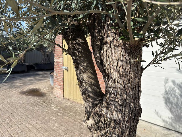 Olijfboom bonsai l - olea europaea - ca. 50 jaar oud - hoogte ca. 250 cm - afbeelding 10 van  10