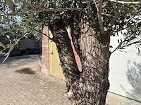 Olijfboom bonsai l - olea europaea - ca. 50 jaar oud - hoogte ca. 250 cm - afbeelding 10 van  10