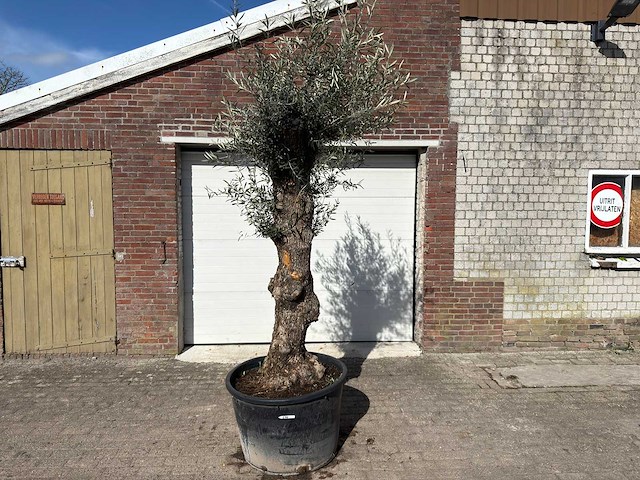 Olijfboom bonsai l - olea europaea - ca. 50 jaar oud - hoogte ca. 250 cm - afbeelding 1 van  9