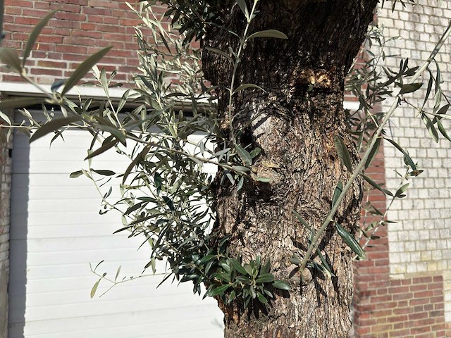 Olijfboom bonsai l - olea europaea - ca. 50 jaar oud - hoogte ca. 250 cm - afbeelding 9 van  9