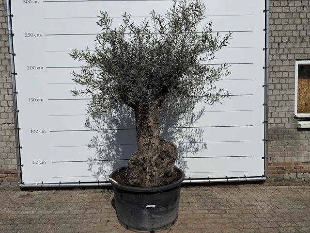 Olijfboom bonsai l - olea europaea - ca. 80 jaar oud - hoogte ca. 250 cm - afbeelding 1 van  8