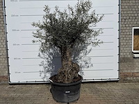 Olijfboom bonsai l - olea europaea - ca. 80 jaar oud - hoogte ca. 250 cm