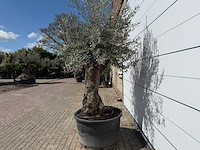 Olijfboom bonsai l - olea europaea - ca. 80 jaar oud - hoogte ca. 250 cm - afbeelding 3 van  8
