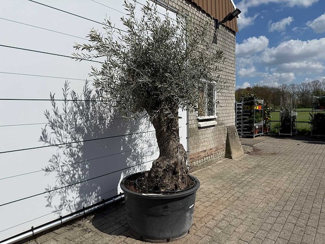 Olijfboom bonsai l - olea europaea - ca. 80 jaar oud - hoogte ca. 250 cm - afbeelding 5 van  8