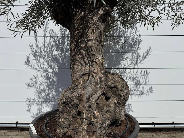 Olijfboom bonsai l - olea europaea - ca. 80 jaar oud - hoogte ca. 250 cm - afbeelding 8 van  8