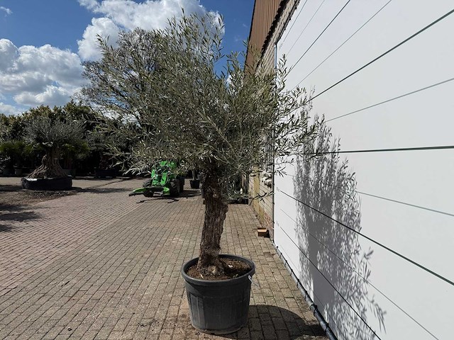 Olijfboom bonsai l - olea europaea - ca. 80 jaar oud - hoogte ca. 250 cm - afbeelding 3 van  7