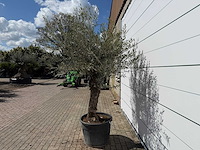 Olijfboom bonsai l - olea europaea - ca. 80 jaar oud - hoogte ca. 250 cm - afbeelding 3 van  7