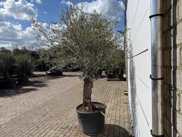 Olijfboom bonsai l - olea europaea - ca. 80 jaar oud - hoogte ca. 250 cm - afbeelding 4 van  7