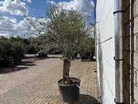 Olijfboom bonsai l - olea europaea - ca. 80 jaar oud - hoogte ca. 250 cm - afbeelding 4 van  7
