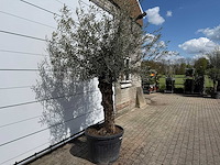 Olijfboom bonsai l - olea europaea - ca. 80 jaar oud - hoogte ca. 250 cm - afbeelding 5 van  7