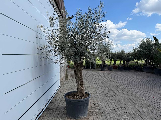 Olijfboom bonsai l - olea europaea - ca. 80 jaar oud - hoogte ca. 250 cm - afbeelding 6 van  7