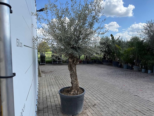 Olijfboom bonsai l - olea europaea - ca. 80 jaar oud - hoogte ca. 250 cm - afbeelding 7 van  7