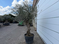 Olijfboom bonsai l - olea europaea - ca. 80 jaar oud - hoogte ca. 250 cm - afbeelding 3 van  6