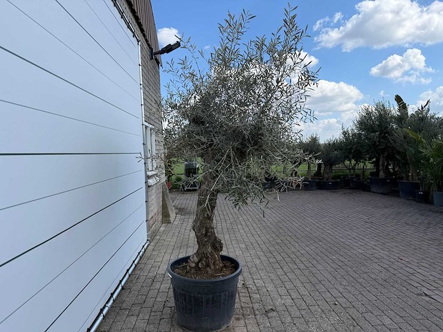 Olijfboom bonsai l - olea europaea - ca. 80 jaar oud - hoogte ca. 250 cm - afbeelding 5 van  6