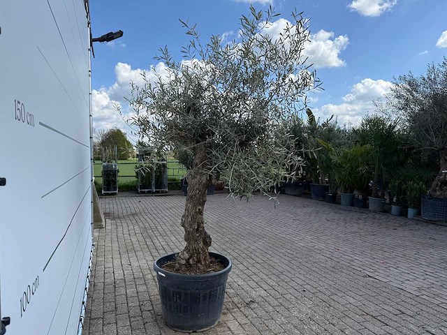 Olijfboom bonsai l - olea europaea - ca. 80 jaar oud - hoogte ca. 250 cm - afbeelding 6 van  6