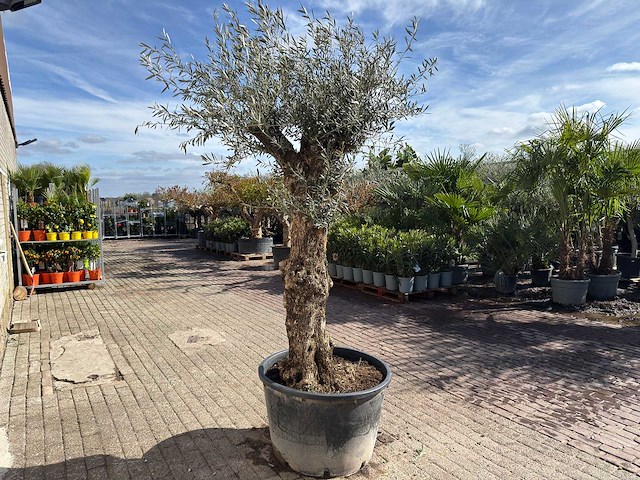 Olijfboom bonsai l - olea europaea - ca. 80 jaar oud - hoogte ca. 250 cm - afbeelding 4 van  8