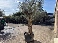 Olijfboom bonsai l - olea europaea - ca. 80 jaar oud - hoogte ca. 250 cm - afbeelding 5 van  8