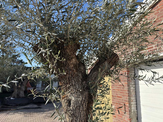 Olijfboom bonsai l - olea europaea - ca. 80 jaar oud - hoogte ca. 250 cm - afbeelding 6 van  8