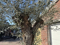 Olijfboom bonsai l - olea europaea - ca. 80 jaar oud - hoogte ca. 250 cm - afbeelding 6 van  8