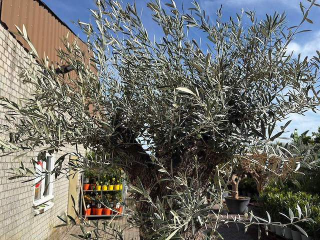 Olijfboom bonsai l - olea europaea - ca. 80 jaar oud - hoogte ca. 250 cm - afbeelding 7 van  8