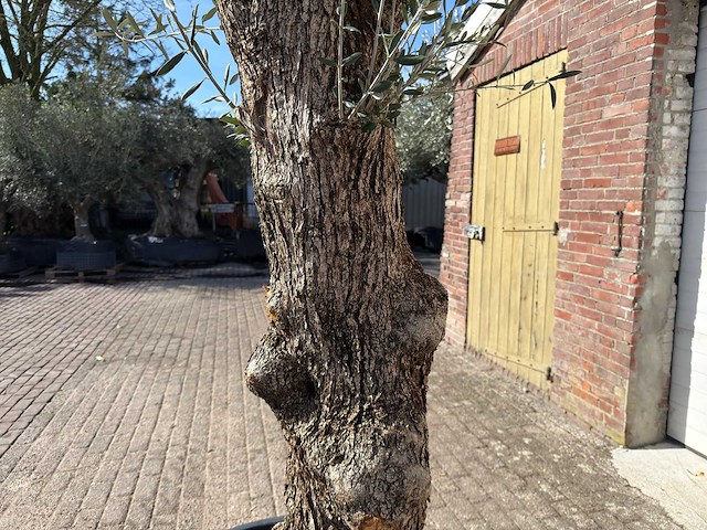 Olijfboom bonsai l - olea europaea - ca. 80 jaar oud - hoogte ca. 250 cm - afbeelding 8 van  8