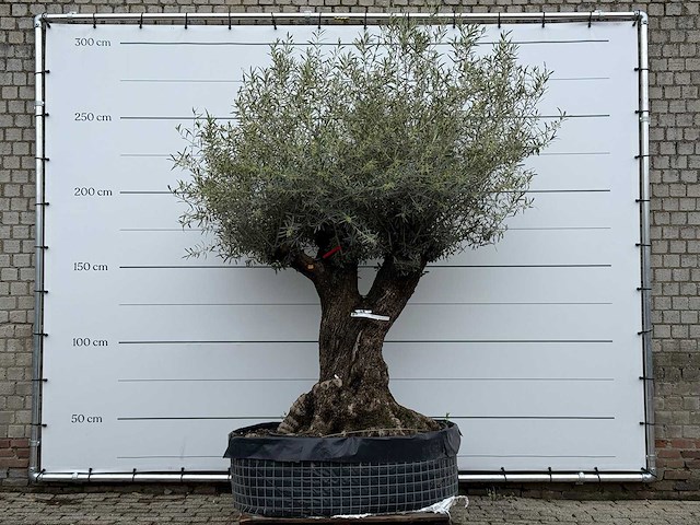 Olijfboom bonsai m - olea europaea - ca. 150 jaar oud - hoogte ca. 290 cm - afbeelding 1 van  8