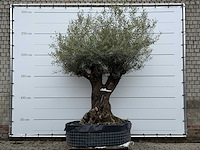 Olijfboom bonsai m - olea europaea - ca. 150 jaar oud - hoogte ca. 290 cm