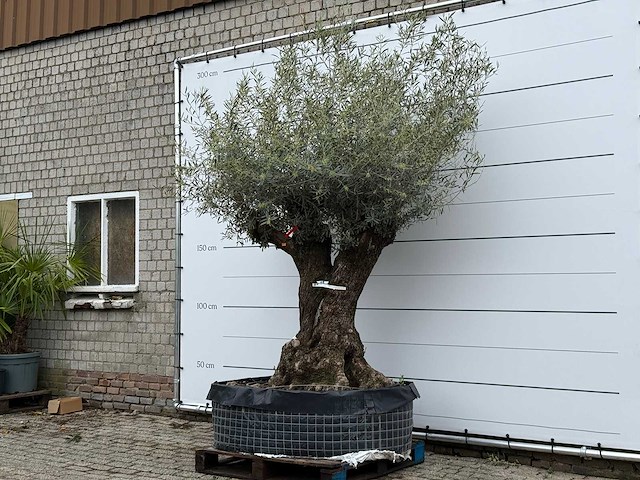 Olijfboom bonsai m - olea europaea - ca. 150 jaar oud - hoogte ca. 290 cm - afbeelding 2 van  8