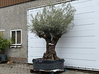 Olijfboom bonsai m - olea europaea - ca. 150 jaar oud - hoogte ca. 290 cm - afbeelding 2 van  8