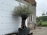 Olijfboom bonsai m - olea europaea - ca. 150 jaar oud - hoogte ca. 290 cm - afbeelding 3 van  8