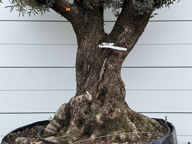 Olijfboom bonsai m - olea europaea - ca. 150 jaar oud - hoogte ca. 290 cm - afbeelding 4 van  8