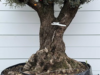 Olijfboom bonsai m - olea europaea - ca. 150 jaar oud - hoogte ca. 290 cm - afbeelding 4 van  8