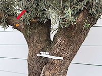 Olijfboom bonsai m - olea europaea - ca. 150 jaar oud - hoogte ca. 290 cm - afbeelding 5 van  8