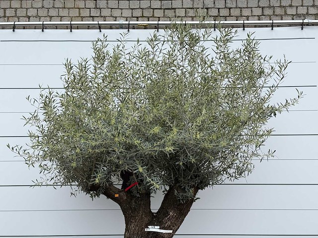 Olijfboom bonsai m - olea europaea - ca. 150 jaar oud - hoogte ca. 290 cm - afbeelding 6 van  8