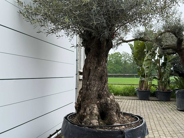 Olijfboom bonsai m - olea europaea - ca. 150 jaar oud - hoogte ca. 290 cm - afbeelding 7 van  8