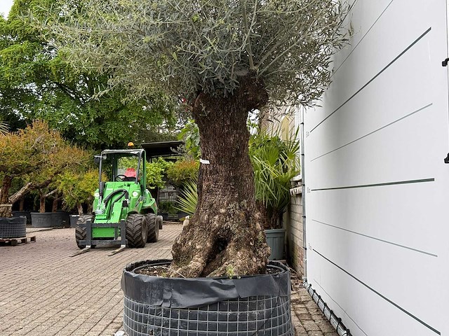 Olijfboom bonsai m - olea europaea - ca. 150 jaar oud - hoogte ca. 290 cm - afbeelding 8 van  8