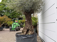 Olijfboom bonsai m - olea europaea - ca. 150 jaar oud - hoogte ca. 290 cm - afbeelding 8 van  8