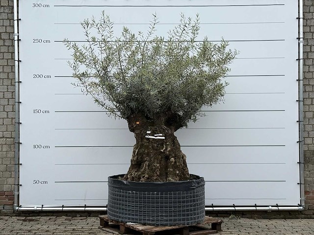 Olijfboom bonsai m - olea europaea - ca. 70 jaar oud - hoogte ca. 150 cm - afbeelding 1 van  6