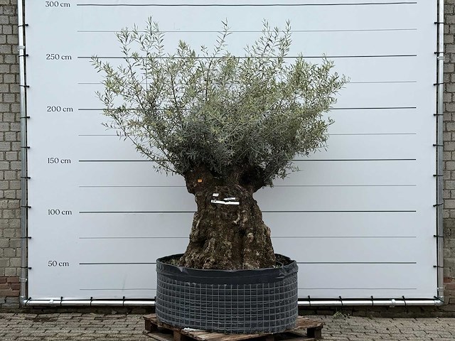Olijfboom bonsai m - olea europaea - ca. 70 jaar oud - hoogte ca. 150 cm - afbeelding 2 van  6
