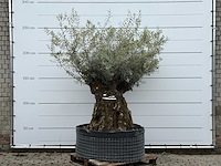 Olijfboom bonsai m - olea europaea - ca. 70 jaar oud - hoogte ca. 150 cm - afbeelding 2 van  6