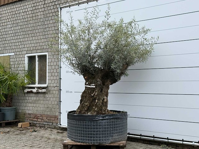 Olijfboom bonsai m - olea europaea - ca. 70 jaar oud - hoogte ca. 150 cm - afbeelding 3 van  6