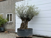 Olijfboom bonsai m - olea europaea - ca. 70 jaar oud - hoogte ca. 150 cm - afbeelding 3 van  6