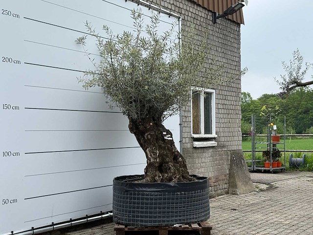 Olijfboom bonsai m - olea europaea - ca. 70 jaar oud - hoogte ca. 150 cm - afbeelding 4 van  6