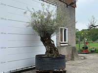 Olijfboom bonsai m - olea europaea - ca. 70 jaar oud - hoogte ca. 150 cm - afbeelding 4 van  6