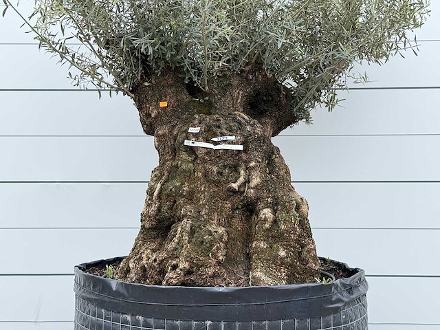 Olijfboom bonsai m - olea europaea - ca. 70 jaar oud - hoogte ca. 150 cm - afbeelding 5 van  6