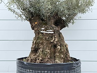 Olijfboom bonsai m - olea europaea - ca. 70 jaar oud - hoogte ca. 150 cm - afbeelding 5 van  6