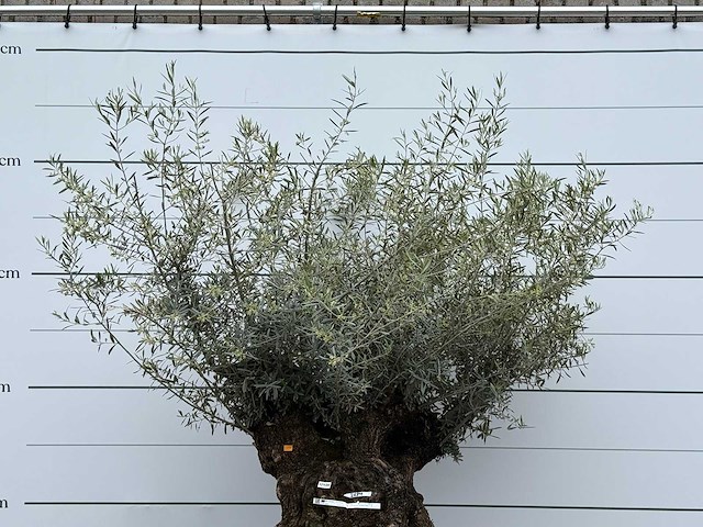 Olijfboom bonsai m - olea europaea - ca. 70 jaar oud - hoogte ca. 150 cm - afbeelding 6 van  6