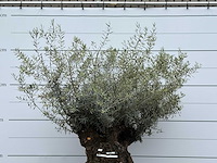 Olijfboom bonsai m - olea europaea - ca. 70 jaar oud - hoogte ca. 150 cm - afbeelding 6 van  6
