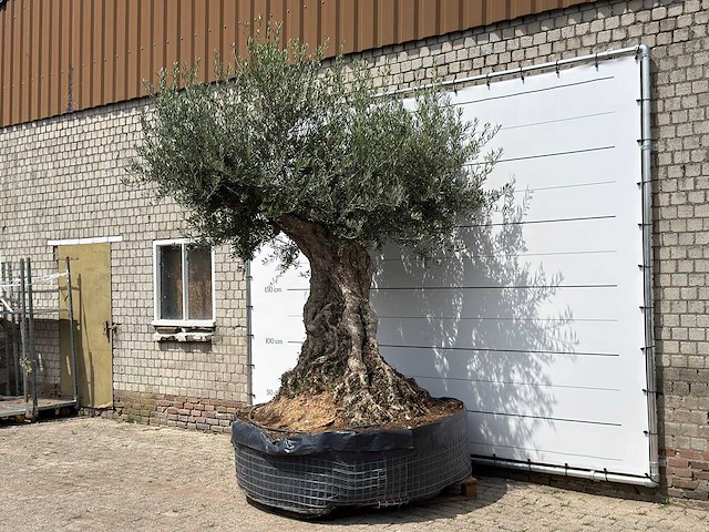 Olijfboom bonsai piqual xxl - olea europaea - ca. 250 jaar oud - hoogte ca. 280 cm - afbeelding 1 van  1