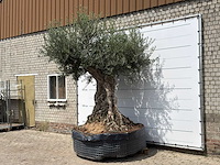 Olijfboom bonsai piqual xxl - olea europaea - ca. 250 jaar oud - hoogte ca. 280 cm - afbeelding 1 van  1